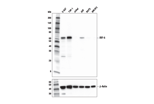 Western Blotting Image 1: IRF-5 (E9I4Z) Rabbit mAb (BSA and Azide Free)