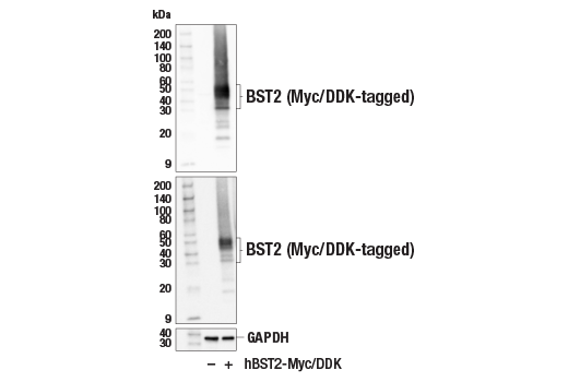 Western Blotting Image 3: BST2 (E4N3W) XP<sup>®</sup> Rabbit mAb