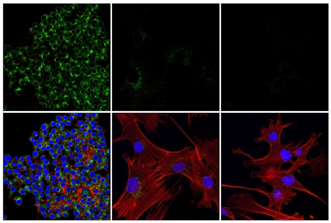 Immunofluorescence Image 1: β2-microglobulin (E8G2O) Rabbit mAb