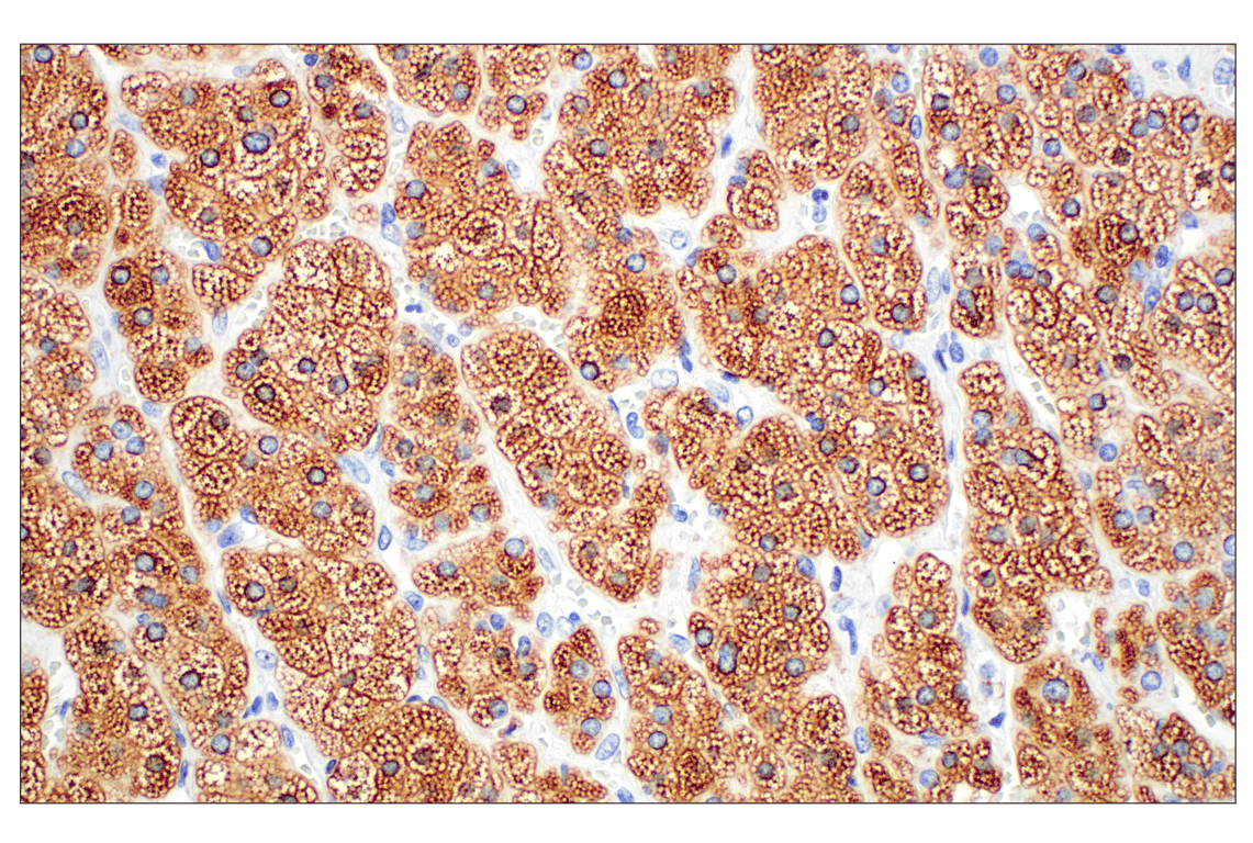 Immunohistochemistry Image 11: Perilipin-2 (E6G6M) Rabbit mAb