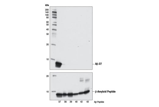 Western Blotting Image 1: β-Amyloid (1-37) (D2A6H) Rabbit mAb (Biotinylated)