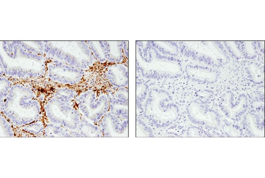 Immunohistochemistry Image 3: UCHL1 (D3T2E) XP<sup>®</sup> Rabbit mAb