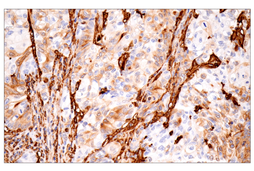 Immunohistochemistry Image 3: p22phox (E7Y1F) XP<sup>®</sup> Rabbit mAb