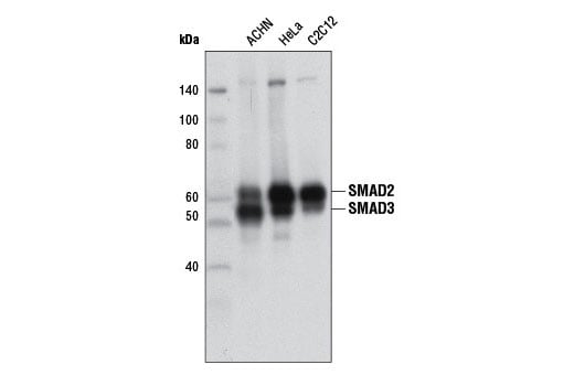 Western Blotting Image 1: SMAD2/3 (D7G7) XP<sup>®</sup> Rabbit mAb (BSA and Azide Free)