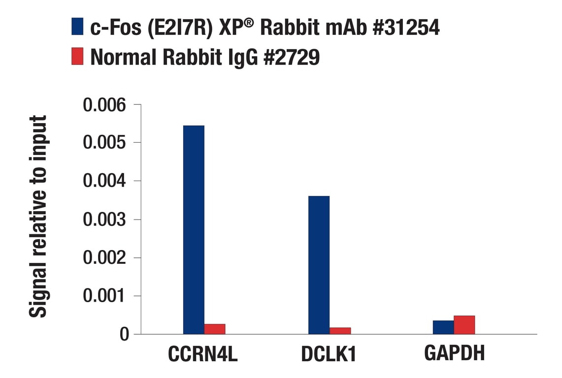 Chromatin Immunoprecipitation Image 1: c-Fos (E2I7R) XP<sup>®</sup> Rabbit mAb