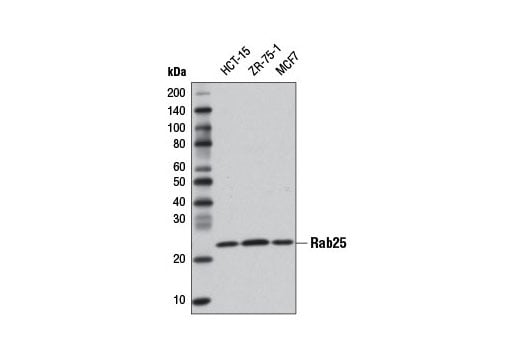 Western Blotting Image 1: Rab25 (D4P6P) XP<sup>®</sup> Rabbit mAb