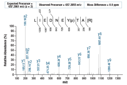 undefined Image 3: PTMScan<sup>®</sup> Control Peptides Phospho-Tyrosine