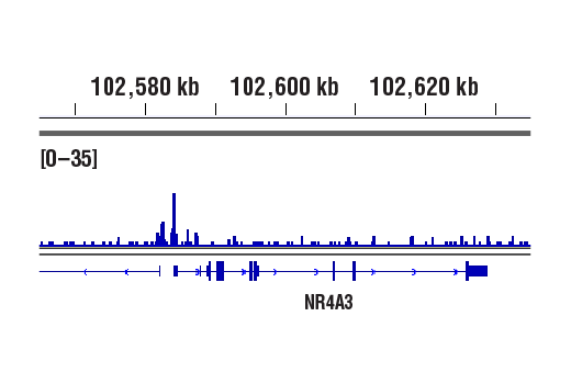 undefined Image 24: PhosphoPlus<sup>®</sup> CREB (Ser133) Antibody Duet