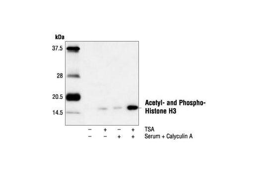 Western Blotting Image 1: Acetyl- and Phospho-Histone H3 (Lys9/Ser10) Antibody