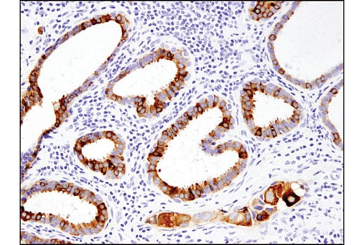 Immunohistochemistry Image 1: AGR2 (D9V2F) XP<sup>®</sup> Rabbit mAb (BSA and Azide Free)