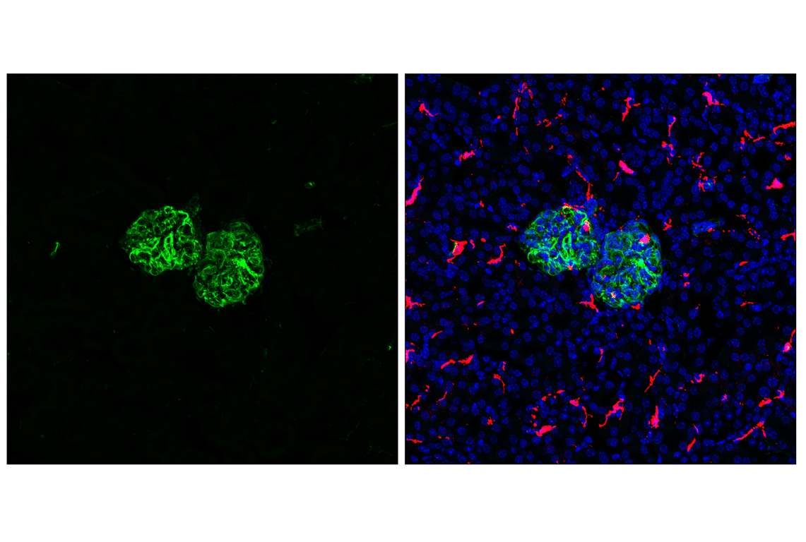 undefined Image 7: Cell Fractionation Antibody Sampler Kit