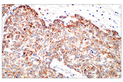 Immunohistochemistry Image 7: TFAM (D5C8) Rabbit mAb