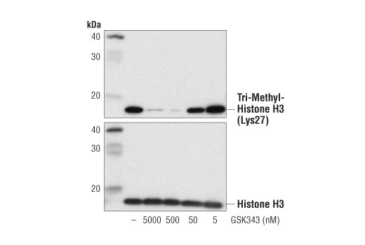 GSK343: Image 1