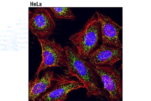 Immunofluorescence Image 1: Catalase (D4P7B) XP<sup>®</sup> Rabbit mAb