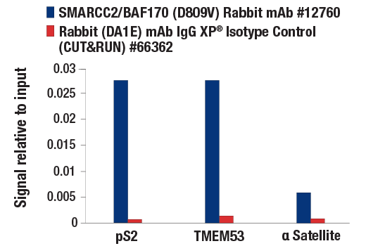 undefined Image 33: BAF Complex Antibody Sampler Kit II