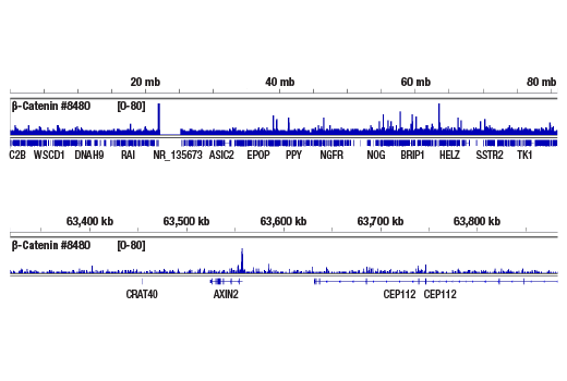 undefined Image 22: Cadherin-Catenin Antibody Sampler Kit