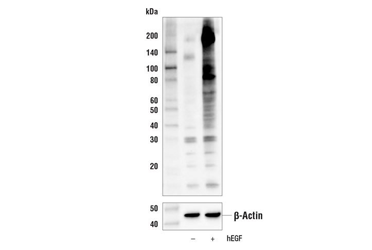 Western Blotting Image 1: Phospho-Tyrosine (4G10) Mouse mAb