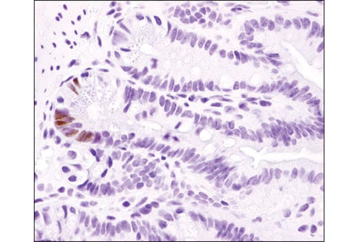 Immunohistochemistry Image 2: Cre Recombinase (D7L7L) XP<sup>®</sup> Rabbit mAb (BSA and Azide Free)