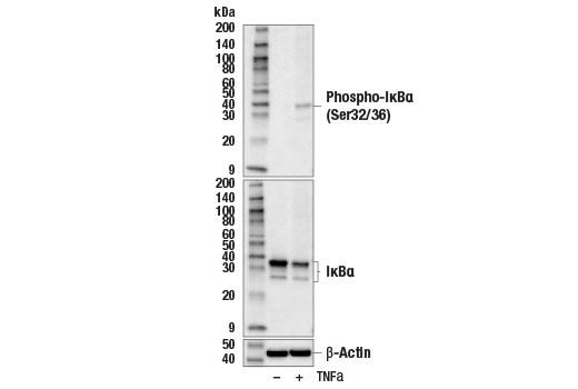 undefined Image 2: PhosphoPlus<sup>®</sup> IκBα (Ser32/Ser36) Antibody Duet