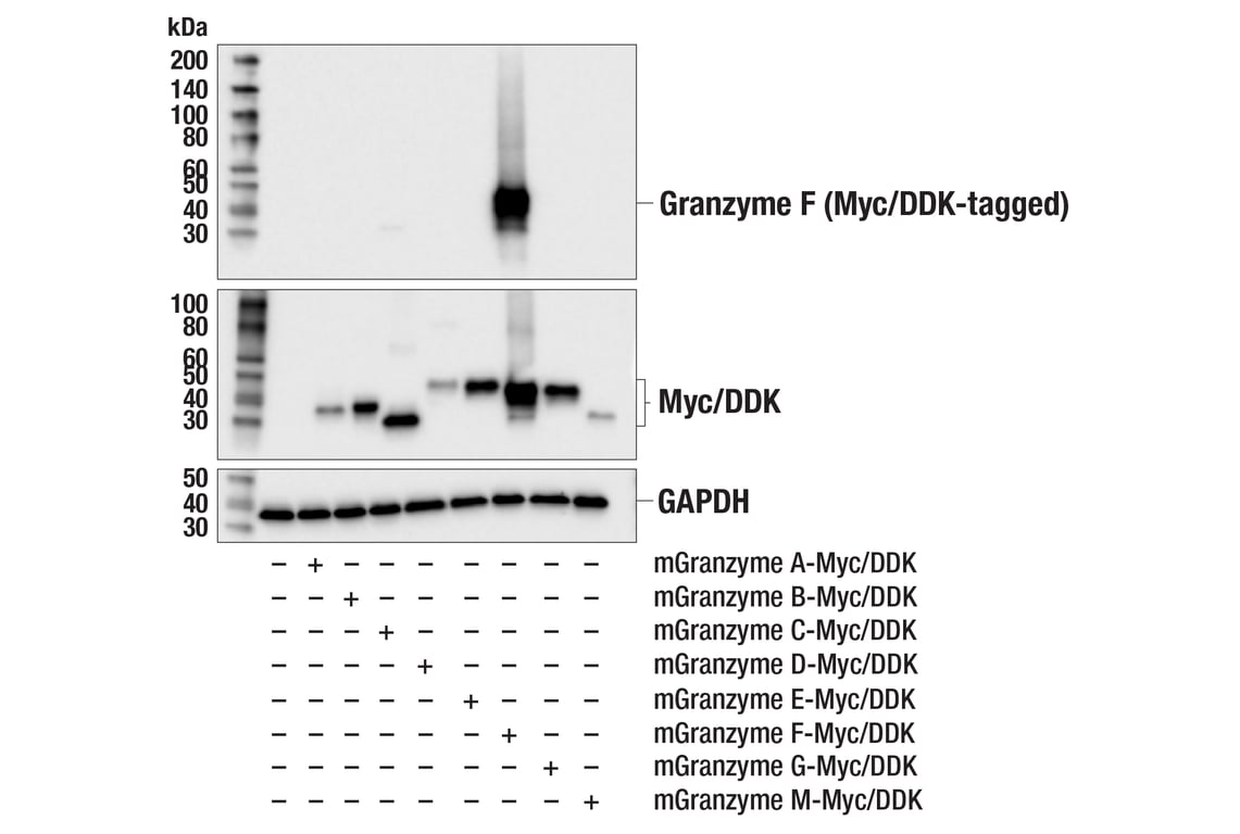 Western Blotting Image 2: Granzyme F (E2U7L) Rabbit mAb (BSA and Azide Free)