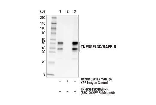 Immunoprecipitation Image 1: TNFRSF13C/BAFF-R (E3C1Q) XP<sup>®</sup> Rabbit mAb