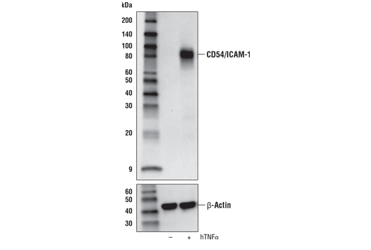 Western Blotting Image 1: CD54/ICAM-1 (E3Q9N) XP<sup>®</sup> Rabbit mAb (BSA and Azide Free)