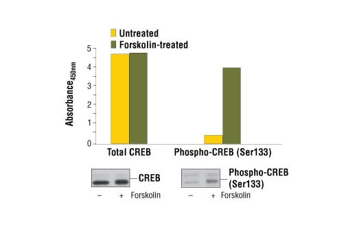 ELISA Image 1: PathScan<sup>®</sup> Total CREB Sandwich ELISA Kit