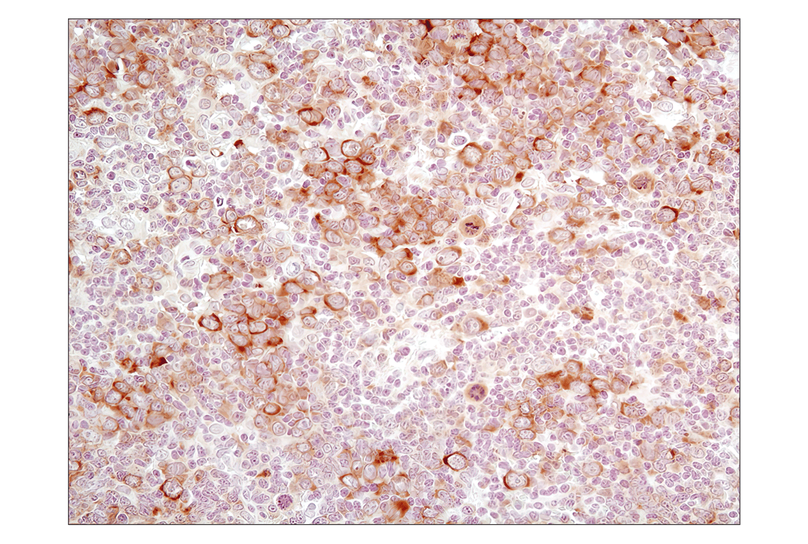 Immunohistochemistry Image 3: Phospho-eIF2α (Ser51) (D9G8) XP<sup>®</sup> Rabbit mAb (BSA and Azide Free)