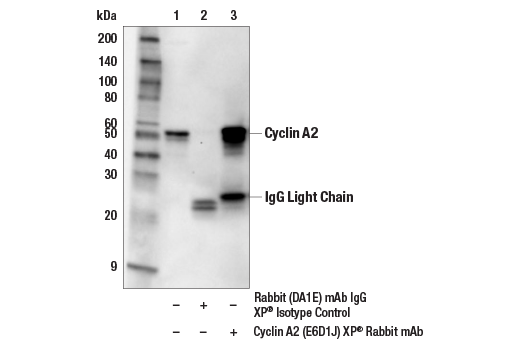 Immunoprecipitation Image 1: Cyclin A2 (E6D1J) XP<sup>®</sup> Rabbit mAb