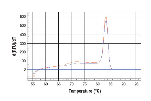 Chromatin Immunoprecipitation Image 1: SimpleChIP<sup>®</sup> Human CD11b Promoter Primers