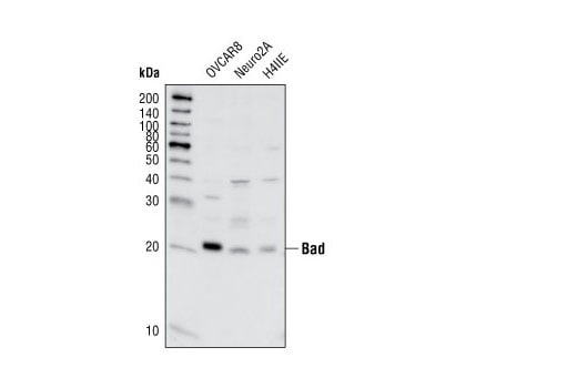 Western Blotting Image 1: Bad (11E3) Rabbit mAb