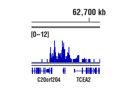 CUT & RUN Image 1: Tri-Methyl-Histone H3 (Lys27) (C36B11) Rabbit mAb