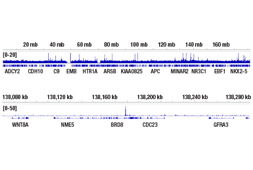 CUT & RUN Image 2: Stat3 (124H6) Mouse mAb