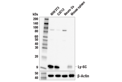 Western Blotting Image 1: Ly-6C (E7L3S) Rabbit mAb
