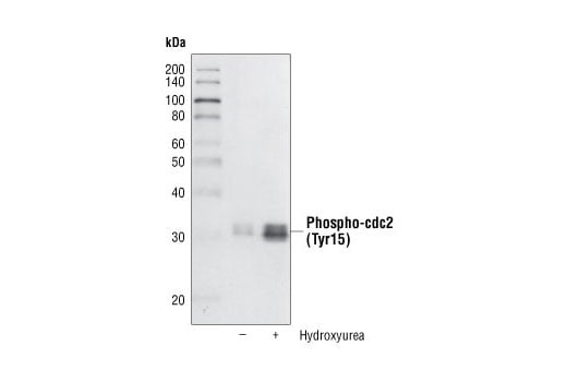 Western Blotting Image 2: Phospho-cdc2 (Tyr15) (10A11) Rabbit mAb (BSA and Azide Free)