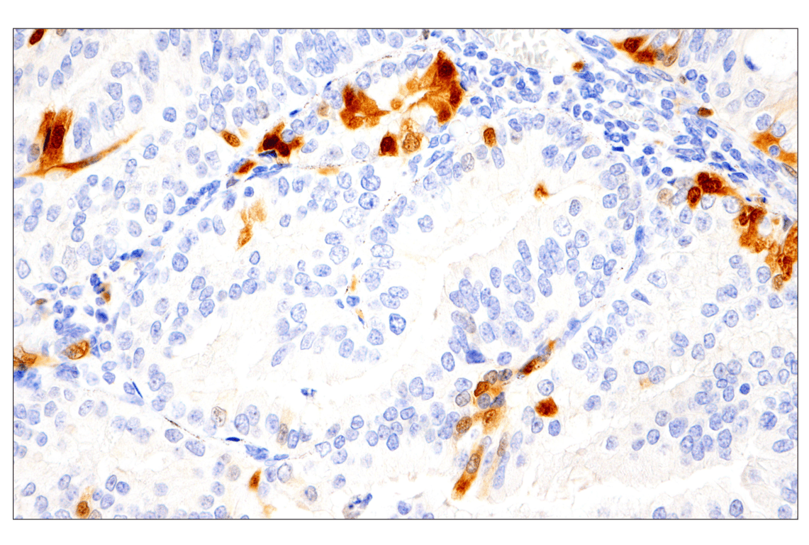 Immunohistochemistry Image 3: Phospho-p44/42 MAPK (Erk1/2) (Thr202/Tyr204) (D13.14.4E) XP<sup>®</sup> Rabbit mAb