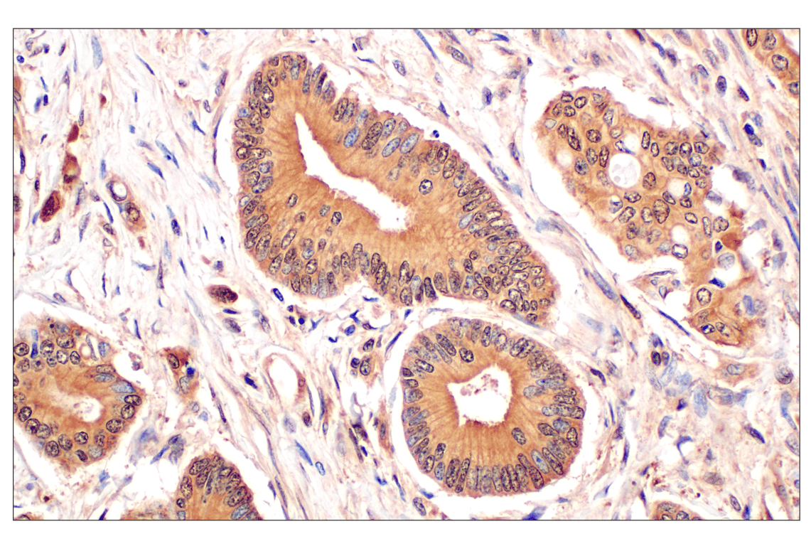 Immunohistochemistry Image 7: MTAP (E5R1I) Rabbit mAb (BSA and Azide Free)