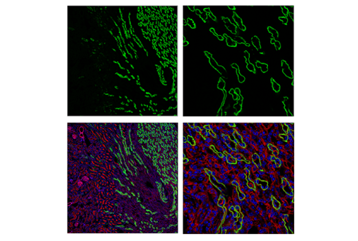 Immunofluorescence Image 2: AQP4 (D1F8E) XP<sup>®</sup> Rabbit mAb