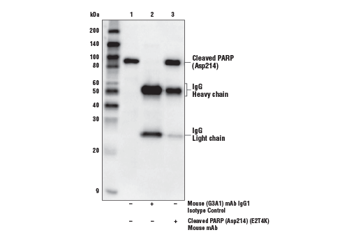 undefined Image 11: Apoptosis Antibody Sampler Kit II