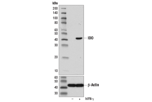 Western Blotting Image 1: IDO (D5J4E<sup>™</sup>) Rabbit mAb (BSA and Azide Free)