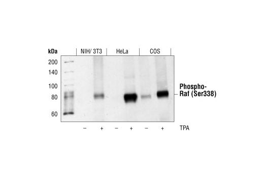 Western Blotting Image 1: Phospho-c-Raf (Ser338) (56A6) Rabbit mAb