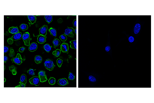 Immunofluorescence Image 1: PD-1 (Intracellular Domain) (D7D5W) XP<sup>®</sup> Rabbit mAb (Alexa Fluor<sup>®</sup> 488 Conjugate)