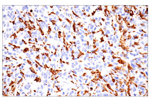 Immunohistochemistry Image 11: p22phox (E7Y1F) XP<sup>®</sup> Rabbit mAb