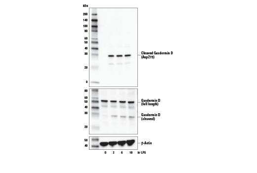 undefined Image 5: Human Reactive PANoptosis Antibody Sampler Kit