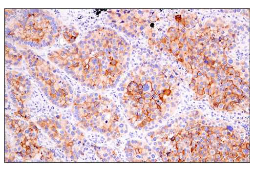 Immunohistochemistry Image 3: DAF/CD55 (E7G2U) XP<sup>®</sup> Rabbit mAb