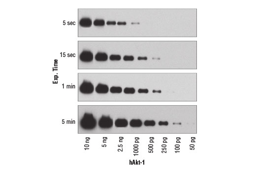 Western Blotting Image 1: SignalFire<sup>™</sup> ECL Reagent