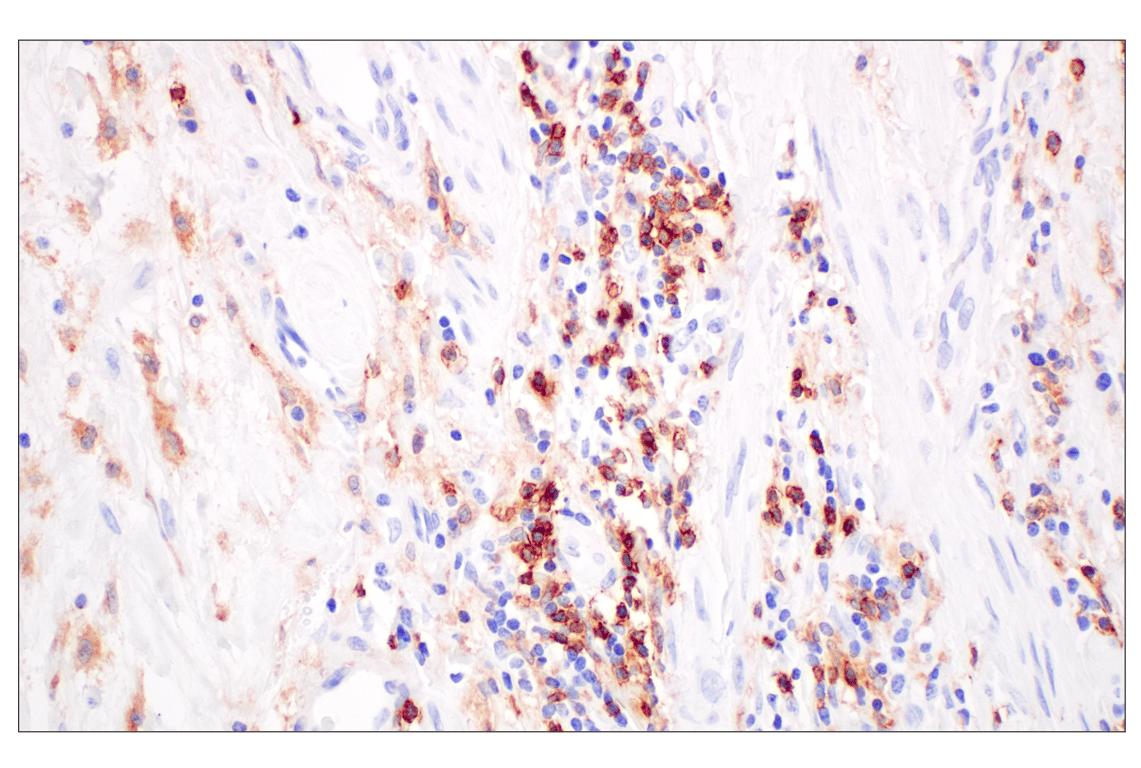 Immunohistochemistry Image 3: CD4 (MSVA-004R) Rabbit mAb