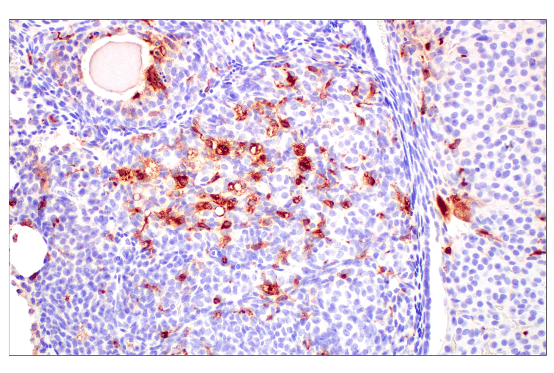 Immunohistochemistry Image 3: C1QB (E3U6X) Rabbit mAb