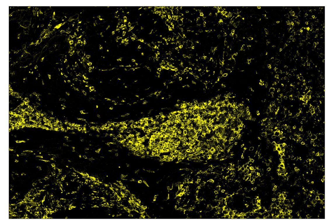 Immunohistochemistry Image 3: SIRPα/SHPS1 (D6I3M) & CO-0034-750 SignalStar<sup>™</sup> Oligo-Antibody Pair