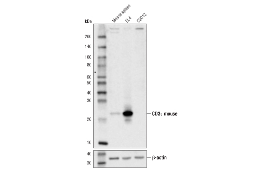 Western Blotting Image 1: CD3ε (D4V8L) Rabbit mAb (BSA and Azide Free)